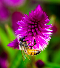 bee on a flower