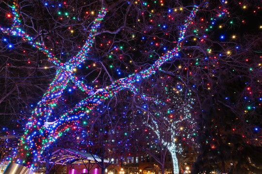 evening glow of holiday lights decorating trees at mears park saint paul