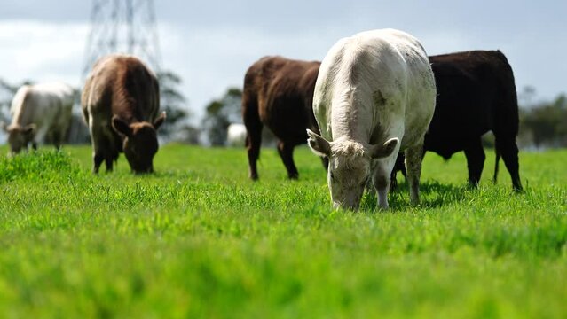 Sustainable agriculture, innovative farming. Cows grazing on an American cattle ranch. Grass fed cows.