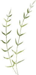 Watercolor botanical leaf branch