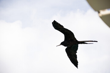 BIRDS OF CURACAO