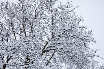 Snow blanketing trees with a fresh and heavy snowfall on a winter day in Minnesota USA