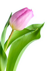 Happy Easter, fresh pink tulip stem with green leaves against a light blue background
