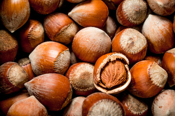 Hazelnuts in the shell.