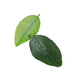 Close up green leaves of Lemon tree isolated on white background. Top view beautiful green leaves.