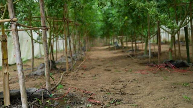Commercial Marijuana Grow Operations