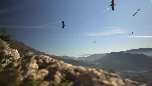 Slow-motion footage of vultures or condors flying in circles around the slope of a mountain in Navarra