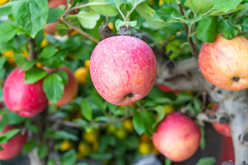 Obraz premium Red apples on apple tree branch