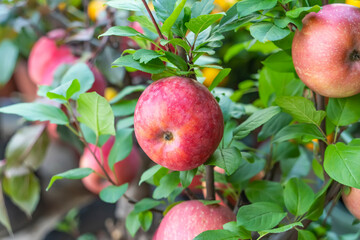 Red apples on apple tree branch