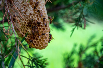 Honey bee hive being constructed on a tree branch in the wild. 