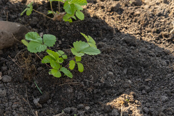 Planting young seedlings of berry plants in the soil in spring. Green sprout growing in the morning light