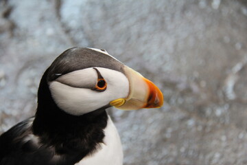 close up of puffin at aquarium