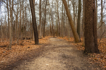 Obraz premium Path through winter woods with orange leaves on ground.