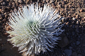 Haleakala Silversword in Haleakala National Park