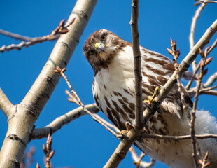 Red-tailed hawk (Buteo jamaicensis) close up of face.