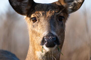 White-tailed deer (Odocoileus virginianus) face close up while eating.