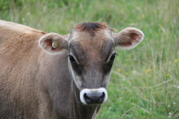 close up of jersey calf in new zealand
