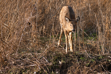 White-tailed deer (Odocoileus virginianus) grazing in meadow. 