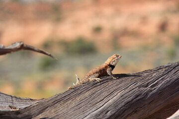 Profile of desert spiny lizard in southern Utah
