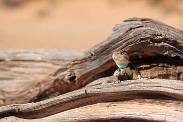 Male desert spiny lizard in southern Utah