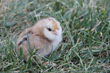 close up of chick in the grass