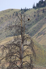 bald eagle perched in a dead tree