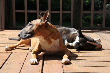 two bull terriers sunning on deck