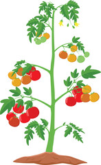 Cartoon tomato plant isolated on white background