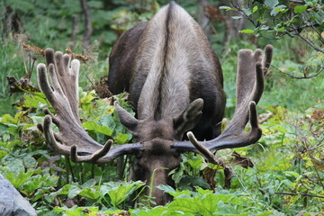 close up of bull moose grazing in Alaska