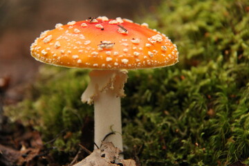 poisonous mushroom in forest alaska