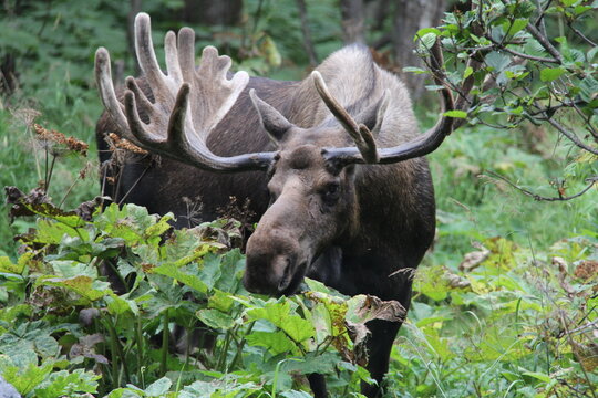 close up of bull moose in Alaska