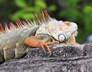 Green iguana also known as the American iguana is a lizard reptile in the genus Iguana in the...