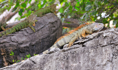 Fototapeta premium Green iguana also known as the American iguana is a lizard reptile in the genus Iguana in the iguana family