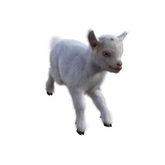 Naklejka premium Goat baby character on transparent background. 3d rendering illustration for collage, clipart, composting, pose #02.