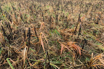 Désherbage hivernal au glyphosate d'un champ avec CIPAN (cultures intermédiaires pièges à...