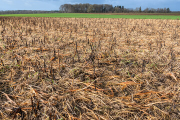 Désherbage hivernal au glyphosate d'un champ avec CIPAN (cultures intermédiaires pièges à...