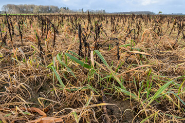 Désherbage hivernal au glyphosate d'un champ avec CIPAN (cultures intermédiaires pièges à nitrates) de féverolle, avoine et repousse de ray-grass. Effet du gel