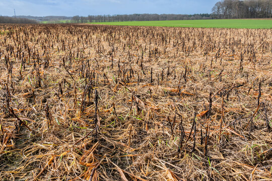 D&eacute;sherbage hivernal au glyphosate d'un champ avec CIPAN (cultures interm&eacute;diaires pi&egrave;ges &agrave; nitrates) de f&eacute;verolle, avoine et repousse de ray-grass. Effet du gel