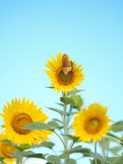 晴れた日のひまわり畑