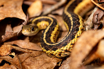 Coiled garter snake looking intently into the camera in Connecticut. - obrazy, fototapety, plakaty