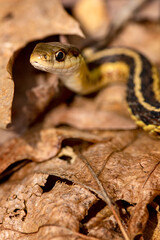 Coiled garter snake looking intently into the camera in Connecticut.