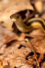 Coiled garter snake looking intently into the camera in Connecticut.