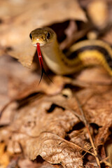 Garter snake with its forked tongue out in Hampton, Connecticut.