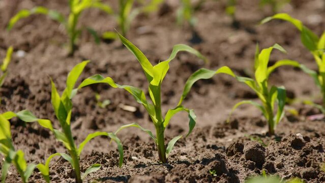 Static close-up of small corn plants at crop field moving in wind