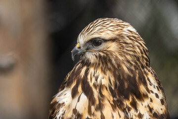 Portrait of Rough Legged Hawk, Grizzly  Wolf Discovery Centre, Yellowstone National Park.