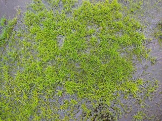 A green fungus plant on a terrace after a rain