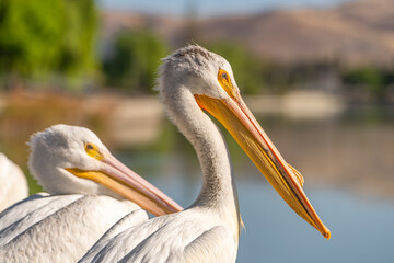 Close-up of a white pelican. 