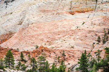 Pine trees among striped red sandstone formations in Zion National Park in Utah, USA.
