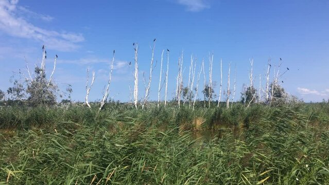 Leafless birch trees with raven birs flying around in Polish swamp