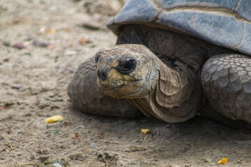 Les tortues géantes et imposantes